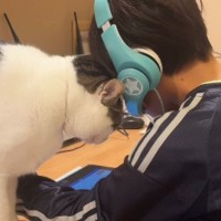 男の子が勉強をしていると、『甘えん坊な猫』がやって来て…全力の『かまってアピール』が36万再生「愛されてるねｗ」「羨ましい限り」