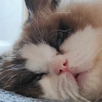 実家で『撫でられまくった猫』→ボサボサの状態で……笑ってしまう『かわいい瞬間』に「満足感あふれる顔ｗ」「起きたら毛繕いするんにゃ…」