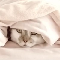 『コタツ』を片付けようとしたら、『２匹の猫』が……『可愛すぎる行動』に笑顔になる人が続出「お邪魔虫になったｗ」「大好きなんだねｗ」