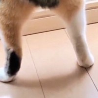 カーテンの裾からのぞく短い脚……じーっと窓の外を眺める猫の可愛さに「なんと魅力的な」「プリプリ感がたまらない」と15万表示