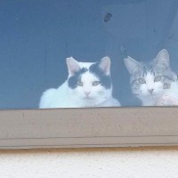 猫たちがくつろぐ出窓に貼られた『手書きのメッセージ』→内容を見ると…男の子がとった『素敵な行動』に２万いいね「何かしらの賞をあげたい」