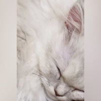 寝ている猫の『ヒゲ』をよーく見てみたら、先っぽが……思わず二度見の『驚きの光景』にSNSで反響「嘘みたいなホントの話に笑ったｗ」