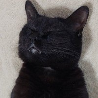 幸せそうな表情ですやすやと眠っていた猫→『おてて』を見たら…『尊い瞬間』に悶絶の声「やばい可愛すぎる」「ノックアウト～」と１万いいね