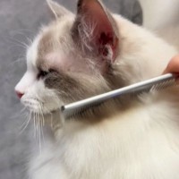 『ブラッシングが大好き』なふわふわの猫→念入りに毛を梳かしてあげると…可愛すぎる反応が66万再生「気持ちよさそう」「羨ましい」