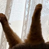 ハンモックで『爆睡していた猫』→後ろ足が……想定外の『クセ強めな寝相』に爆笑する人が続出「落下中かと思ったｗ」「すごい躍動感」