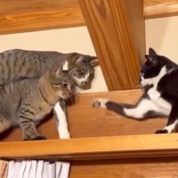 猫たちがキャットウォークの両側から歩いていって…鉢合わせした結果→微笑ましすぎる瞬間に「渋滞してて笑った」「めっちゃ可愛い」の声