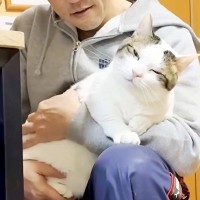 膝の上で抱っこされる猫→リラックスしていると思ったら…愛おしい『寝落ち寸前の光景』に反響「あふれんばかりの可愛さ」「でっかい赤ちゃん」