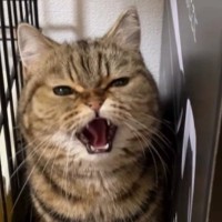 『威嚇を覚えたばかり』の1歳の猫→カメラに向かって怒った結果…ニヤけずにはいられない光景が47万再生「全然怖くないｗ」「かわいいｗ」