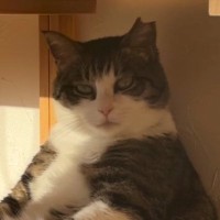 遠くを見つめながら座っていた猫…とてつもなくカッコいい『貫禄のある姿』が51万再生「すべてを悟っているようなｗ」「親方感が半端ないｗ」