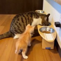 同居猫よりも小さかった『茶トラの子猫』→すくすくと成長した結果…現在の『衝撃の光景』が100万表示「大きくなりすぎｗ」「でっっっっか」