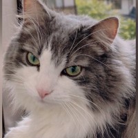 妹が撮ると『クールな印象の猫』→姉が撮影すると…同じ猫とは思えない『驚きの変化』に９万いいね「どちらも素敵」「わかりやすいｗ」と話題