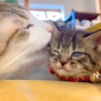 先住猫から初めて『毛づくろい』された子猫→ずっと見ていたくなる『微笑ましい光景』が30万再生「泣けてくる」「めちゃ癒される」の声