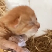 『置き去りにされた子猫』→ママ猫と再会したら…愛あふれる光景に涙が止まらないと71万再生「とても感動した」「救ってくれてありがとう」