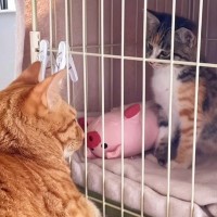 保護された『新入り子猫』に先住猫が見せた『優しすぎる対応』…あまりにも尊い光景に感動の声「素敵なイケにゃん」「愛されて育ったからだね」