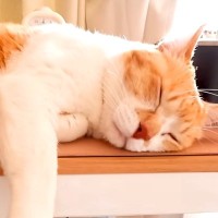 朝４時から飼い主を振り回しまくる猫→大変だけど幸せな、『愛おしい日常』が32万再生「やり取りに癒される」「しょっぱなから笑った」の声