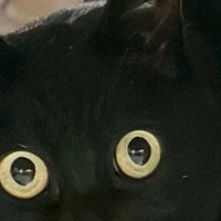 久しぶりに帰宅した『娘』に……黒猫が見せた『まさかのリアクション』に２万いいね「めっちゃ笑った」「マンガみたいな顔ｗ」と爆笑の声