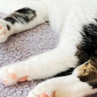 無防備すぎる姿で寝ていた『元野良猫』→顔を見てみたら……笑わずにはいられない光景に「もう戻れないｗ」「幸せいっぱいなんだろうね」と反響