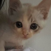 体が小さくて『弱々しかった保護子猫』が、１年後…すっかり変化した『現在の様子』に「愛されているのがわかる」「美猫ちゃんになった」と反響