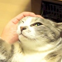 膝の上で仰向けになってくつろぐ猫……思わず笑ってしまう『無防備すぎるポーズ』が13万再生「見ていて飽きない」「手が可愛い」と絶賛