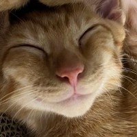幸せそうに眠る茶トラ猫→にっこり表情がかわいいと思ったら…二度見必至の『まさかのポーズ』に「軟体動物すぎる」「苦しくないのかなｗ」の声