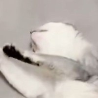 撫でるのをやめたのに、『余韻』が残っていたようで…猫が見せた『可愛すぎる行動』に悶絶の声「ハートを撃ち抜かれた」「たまらん」と２万いいね