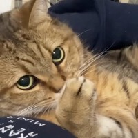 周りをウロウロとしていた猫→ママに捕まると、『ぬいぐるみ』のようになって…可愛すぎるやり取りが９万再生「赤ちゃんみたいｗ」「平和な世界」