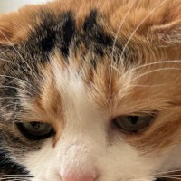 寝そべってリラックスしていた猫→そっと触れてみた結果…振り返った瞬間の『口元』がたまらないと２万いいね「可愛すぎる」「表情が好き」