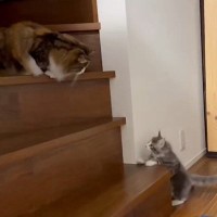 先輩猫がいる『階段の上』に行こうと『0歳の子猫』が挑戦した結果…思わず応援したくなる『かわいい光景』に反響「てぇてぇ」「がんばれぇ～」