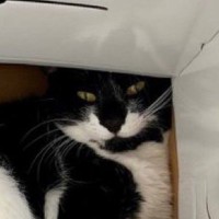 猫の足を『横から眺めている』と……まさかの『美味しそうな模様』に12万いいね「奇跡的すぎる」「わぁ〜本当に見事」とSNSで大反響