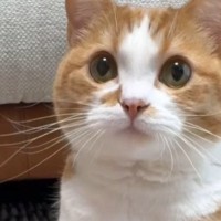 猫の目の前に手を差し出すと…次の瞬間→あまりにもお利口な『かわいすぎる様子』が114万再生「す、すごい」「ずっとペロペロしてるｗ」