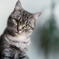 猫から聞こえてくる『可愛い音・困った音』3選　日常で耳にするシーンや人に与える影響も解説