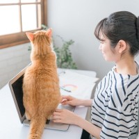 猫が飼い主の『視界を遮って座る』ときの心理3つ　わざわざ目の前に来る理由や上手な対処法