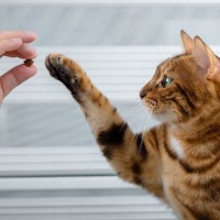 猫への『誤ったおやつの与え方』で起こるトラブル3つ　量や頻度の目安から適切なタイミングまで解説