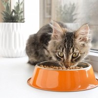 猫が『食事をしながら鳴いている』ときの理由5つ　考えられる心理や見分けるポイント