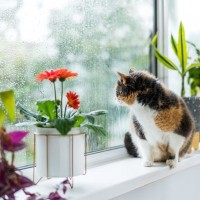 春から夏の間に表れる『猫の変化』3つ　注意すべきポイントからケアの方法まで解説