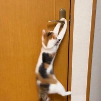 リビングから出たい猫→ドアを開けようと頑張った結果…かわいすぎる『挑戦の様子』が37万再生「賢いけど困るｗ」「応援しちゃったｗ」