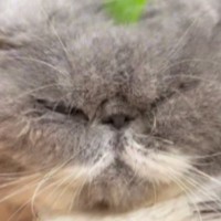 頭をブラッシングされる猫→『ふわふわの毛』が抜けて…まさかの光景に「めちゃめちゃ笑った」「ぬいぐるみかと思ったｗ」と癒される人が続出