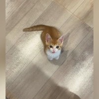 台所に立っていると、いつも近くにやって来る子猫…『かわいすぎる行動』に笑ってしまう人が続出「そばにいたいんだねｗ」「甘えん坊で可愛い」