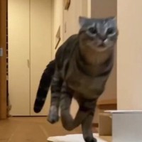 深夜に突如開催される『猫の大運動会』→終わった後の様子を見ると…かわいすぎる瞬間が32万再生「素晴らしい躍動感ｗ」「疲れてますやんｗ」