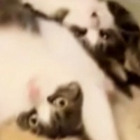 2匹の猫が『ストーブ前を取り合っている』と思ったら…まさかの『可愛すぎる光景』が233万再生「シンクロ率100%ｗｗ」「吹いたｗ」