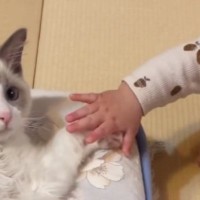 布団の上でくつろいでいた猫→『赤ちゃん』が接近してきた結果…『まさかの展開』が尊すぎると反響「何回も見てしまった」「参加したい」