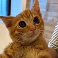 保護した『茶色の子猫』をシャンプーした結果→『色が変化』して…衝撃のビフォーアフターに４万いいね「茶トラ詐欺ｗ」「漂白したのかとｗ」
