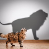 猫と『ネコ科の動物』の共通点と異なる点5つ　能力や習性の比較やルーツに関する知識まで
