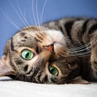 猫と『目が合う頻度が多い』ときの理由3つ　見つめ返してもいいの？正しい応え方とは？