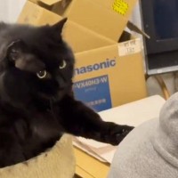 パパにどうしても構ってほしい黒猫…あまりにも可愛すぎる『必死のアピール』に３万いいね「めっちゃ話しかけてるｗ」「甘えん坊さんだね」