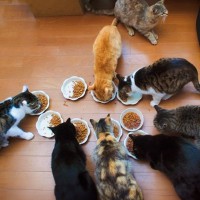 猫にとって『1匹飼いと多頭飼い』どちらが幸せなの？それぞれの良い点・悪い点や飼う前に検討すべきこと