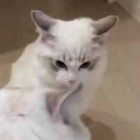 オラつく弟猫に『ビビっていた姉猫』がついに抵抗…まさかの行動に笑ってしまう人が続出「最後ｗ」「めっちゃかわいい」と10万表示