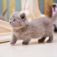 『大きくなりにくい』と言われている小柄な猫種4選　それぞれの性格や特徴から飼い方のポイントまで