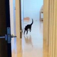 『初めての新居』→長い廊下を見て『テンション上がった黒猫』が……かわいすぎる行動に「お手本のようなｗ」「横走りになってるｗ」と反響