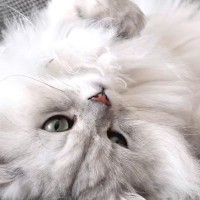 飼い主さんに思う存分甘えて満足した猫→眠りについた結果…思わず笑ってしまう『寝顔』に「可愛いなぁと思っていたらｗ」「すごい」と反響